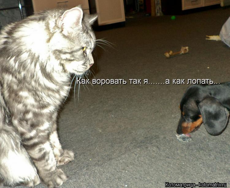 Как воровать так я.......а как лопать...... Котоматрица: Как воровать так я.......а как лопать...