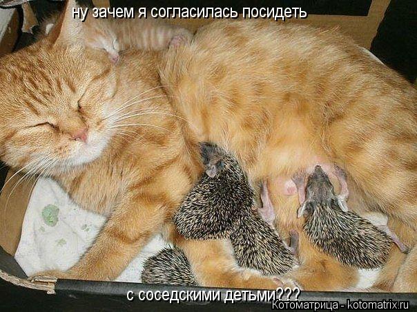 ну зачем я согласилась посидеть с соседскими детьми???... Котоматрица: ну зачем я согласилась посидеть с соседскими детьми???
