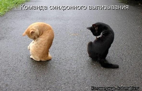 Котоматрица: Команда синхронного вылизывания