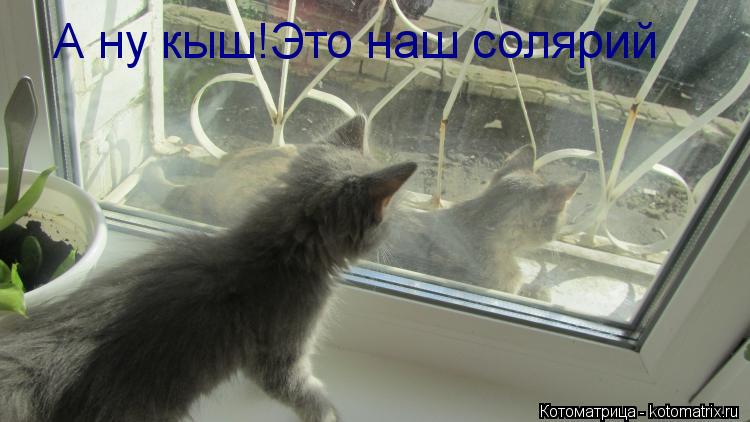 А ну кыш!Это наш солярий... Котоматрица: А ну кыш!Это наш солярий