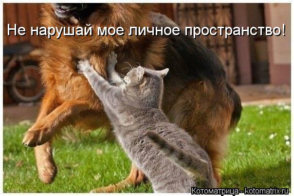 Не нарушай мое личное пространство!... Котоматрица: Не нарушай мое личное пространство!