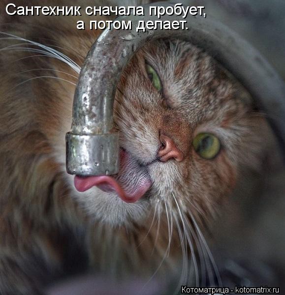 Сантехник сначала пробует, а потом делает.... Котоматрица: Сантехник сначала пробует, а потом делает.