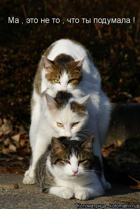 Котоматрица: Ма , это не то , что ты подумала !