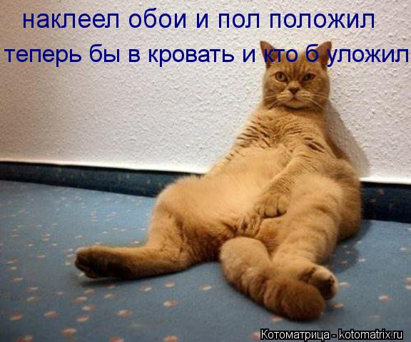 наклеел обои и пол положил теперь бы в кровать и кто б уложил... Котоматрица: наклеел обои и пол положил теперь бы в кровать и кто б уложил