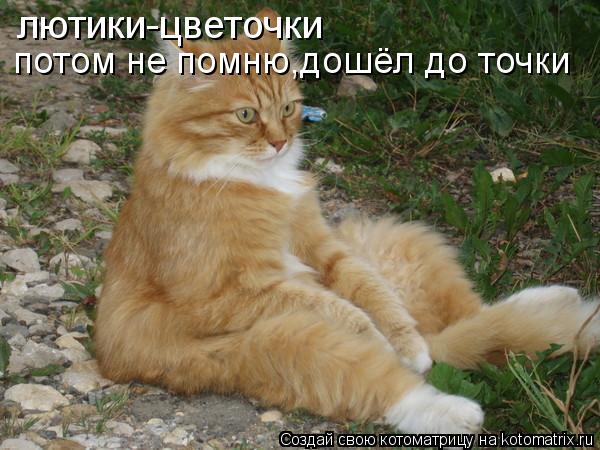 лютики-цветочки потом не помню,дошёл до точки... Котоматрица: лютики-цветочки потом не помню,дошёл до точки