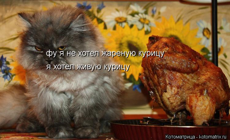 фу я не хотел жареную курицу я хотел живую курицу... Котоматрица: фу я не хотел жареную курицу я хотел живую курицу