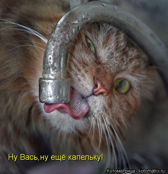 Ну Вась,ну ещё капельку!... Котоматрица: Ну Вась,ну ещё капельку!