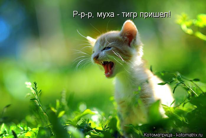 Р-р-р, муха - тигр пришел!... Котоматрица: Р-р-р, муха - тигр пришел!