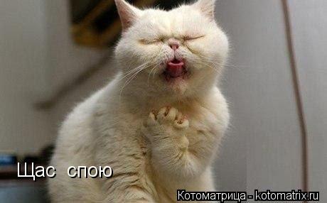 Щас спою Щас спою... Котоматрица: Щас спою Щас спою
