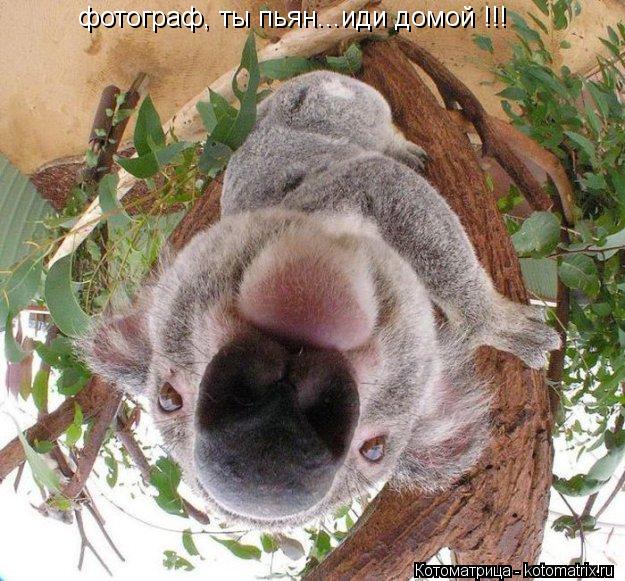 фотограф, ты пьян...иди домой !!!... Котоматрица: фотограф, ты пьян...иди домой !!!