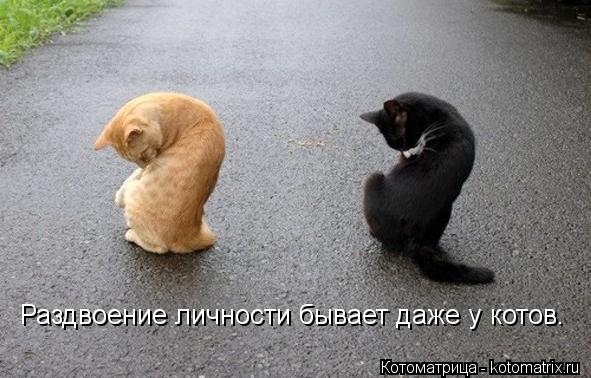 Котоматрица: Раздвоение личности бывает даже у котов.