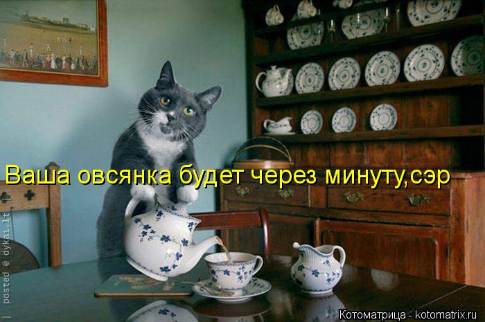 Котоматрица: Ваша овсянка будет через минуту,сэр