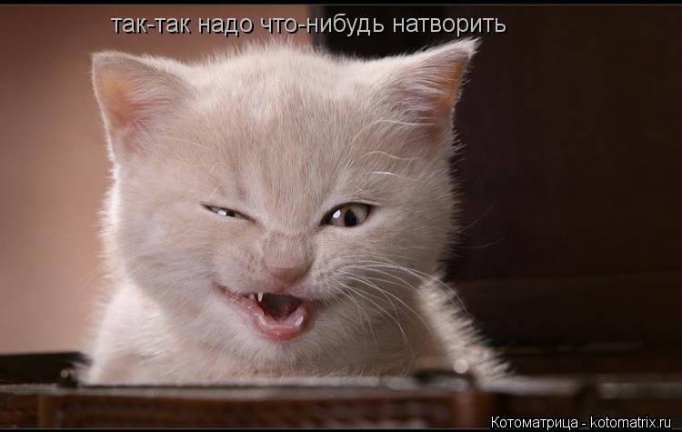 так-так надо что-нибудь натворить... Котоматрица: так-так надо что-нибудь натворить