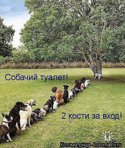 Котоматрица: Собачий туалет! 2 кости за вход!