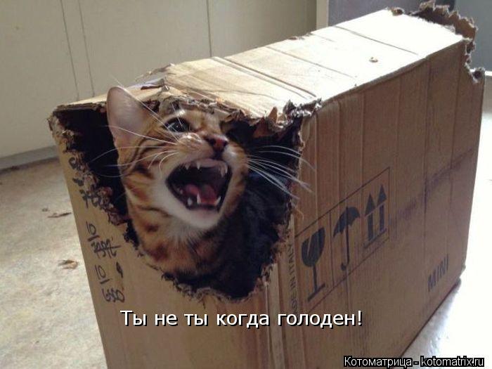 Ты не ты когда голоден!... Котоматрица: Ты не ты когда голоден!