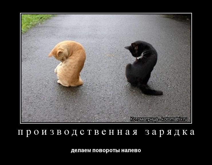 производственная зарядка делаем повороты налево... Котоматрица: производственная зарядка делаем повороты налево