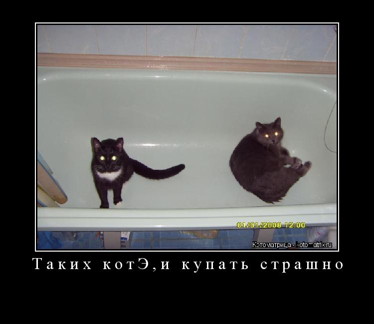 Таких котЭ,и купать страшно ... Котоматрица: Таких котЭ,и купать страшно