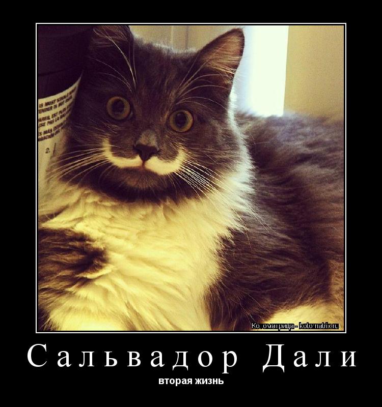 Сальвадор Дали вторая жизнь... Котоматрица: Сальвадор Дали вторая жизнь