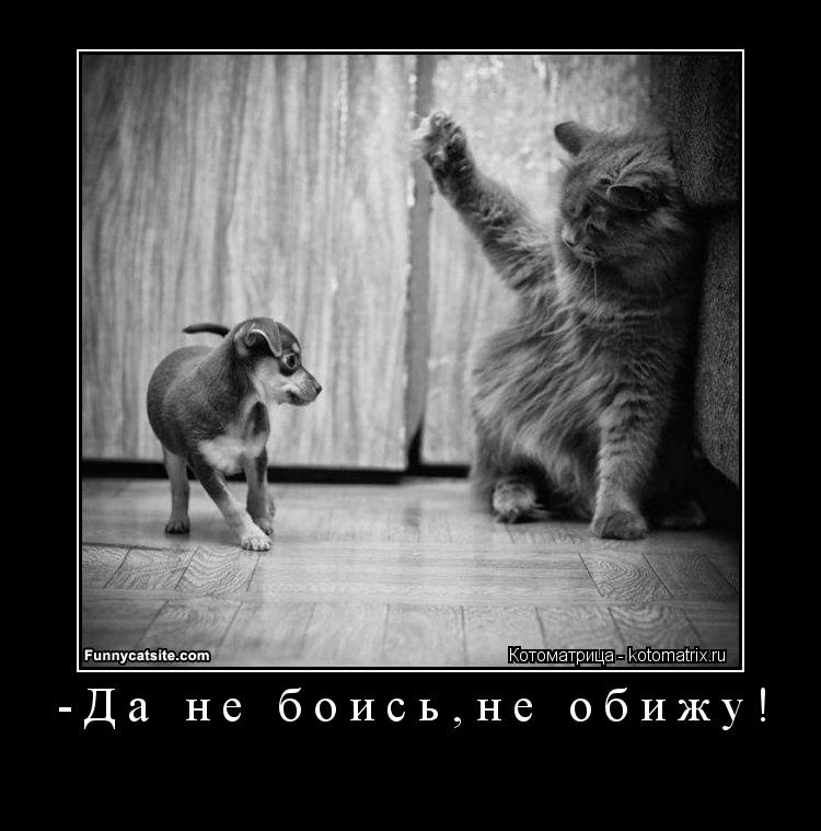 -Да не боись,не обижу! ... Котоматрица: -Да не боись,не обижу!