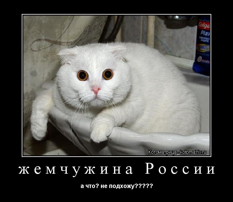 жемчужина России а что? не подхожу?????... Котоматрица: жемчужина России а что? не подхожу?????