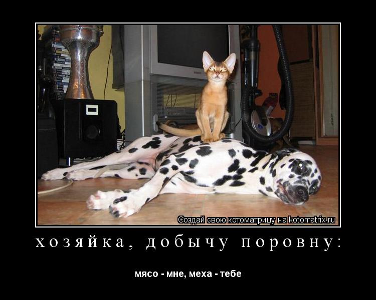 хозяйка, добычу поровну: мясо - мне, меха - тебе... Котоматрица: хозяйка, добычу поровну: мясо - мне, меха - тебе