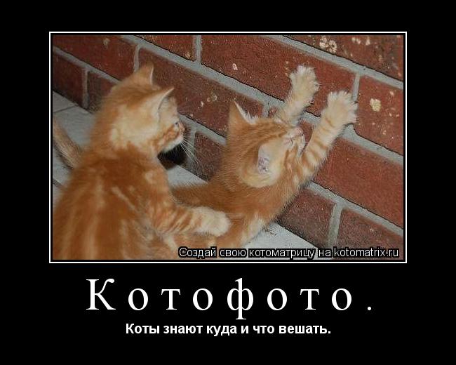 Котофото. Коты знают куда и что вешать.... Котоматрица: Котофото. Коты знают куда и что вешать.