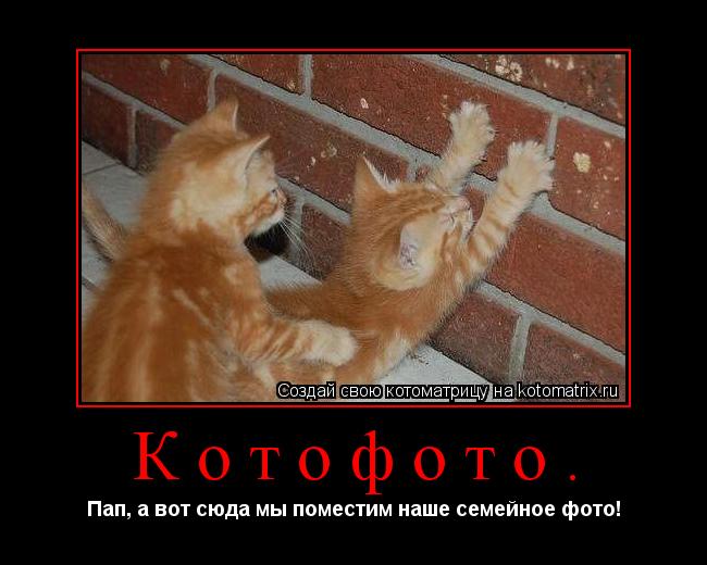 Котофото. Пап, а вот сюда мы поместим наше семейное фото!... Котоматрица: Котофото. Пап, а вот сюда мы поместим наше семейное фото!