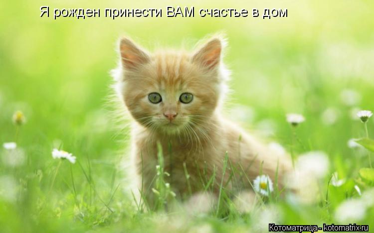 Я рожден принести ВАМ счастье в дом... Котоматрица: Я рожден принести ВАМ счастье в дом