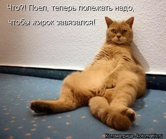 Что?! Поел, теперь полежать надо, чтобы жирок завязался!... Котоматрица: Что?! Поел, теперь полежать надо, чтобы жирок завязался!