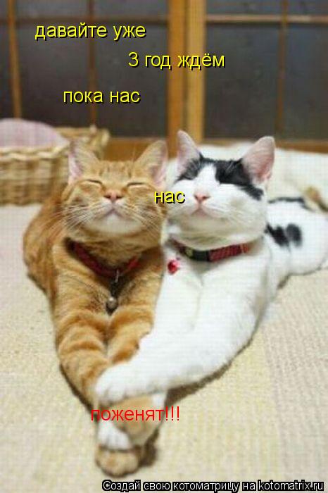 давайте уже 3 год ждём пока нас нас поженят!!!... Котоматрица: давайте уже 3 год ждём пока нас нас поженят!!!