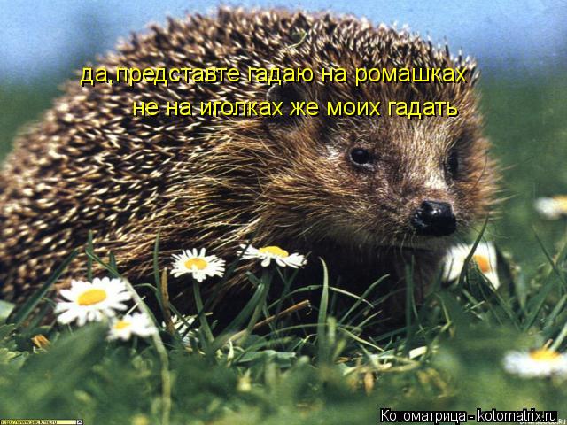 да,представте гадаю на ромашках не на иголках же моих гадать... Котоматрица: да,представте гадаю на ромашках не на иголках же моих гадать