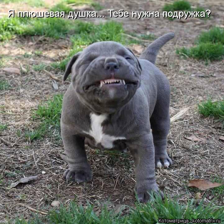Я плюшевая душка... Тебе нужна подружка?... Котоматрица: Я плюшевая душка... Тебе нужна подружка?