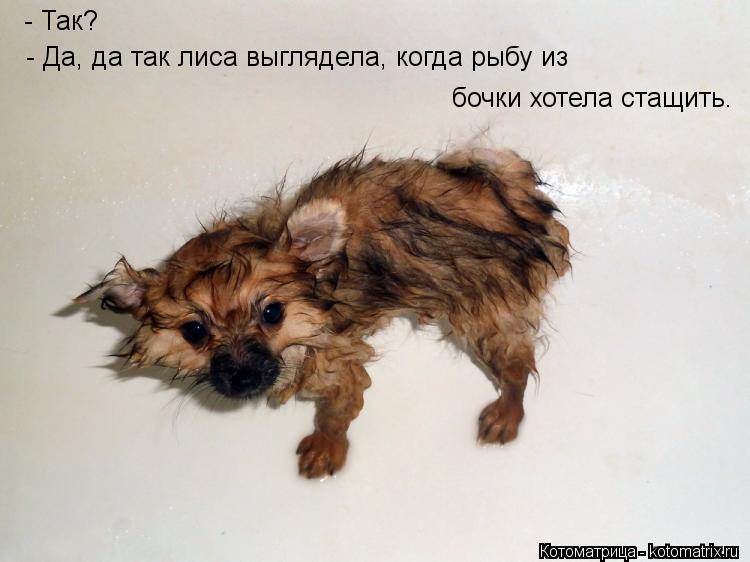 - Так? бочки хотела стащить. - Да, да так лиса выглядела, когда рыбу из... Котоматрица: - Так? бочки хотела стащить. - Да, да так лиса выглядела, когда рыбу из