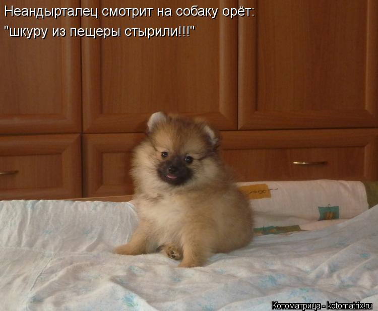 ''шкуру из пещеры стырили!!!'' Неандырталец смотрит на собаку орёт:... Котоматрица: ''шкуру из пещеры стырили!!!'' Неандырталец смотрит на собаку орёт: