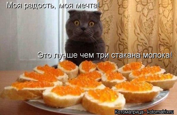 Моя радость, моя мечта! Это лучше чем три стакана молока!... Котоматрица: Моя радость, моя мечта! Это лучше чем три стакана молока!