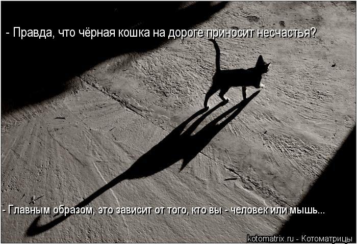 - Правда, что чёрная кошка на дороге приносит несчастья? - Главным образом, это зависит от того, кто ... Котоматрица: - Правда, что чёрная кошка на дороге приносит несчастья? - Главным образом, это зависит от того, кто вы - человек или мышь...