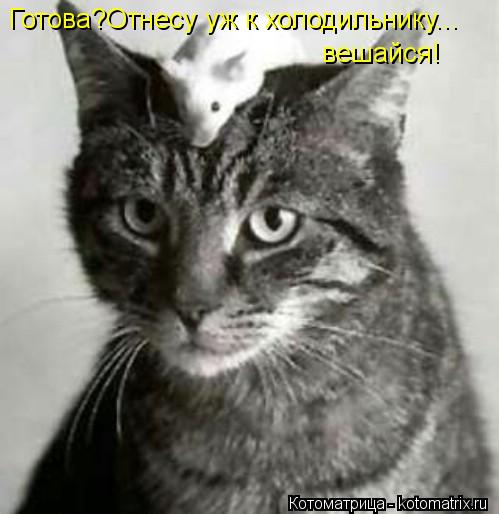 Готова?Отнесу уж к холодильнику... вешайся!... Котоматрица: Готова?Отнесу уж к холодильнику... вешайся!