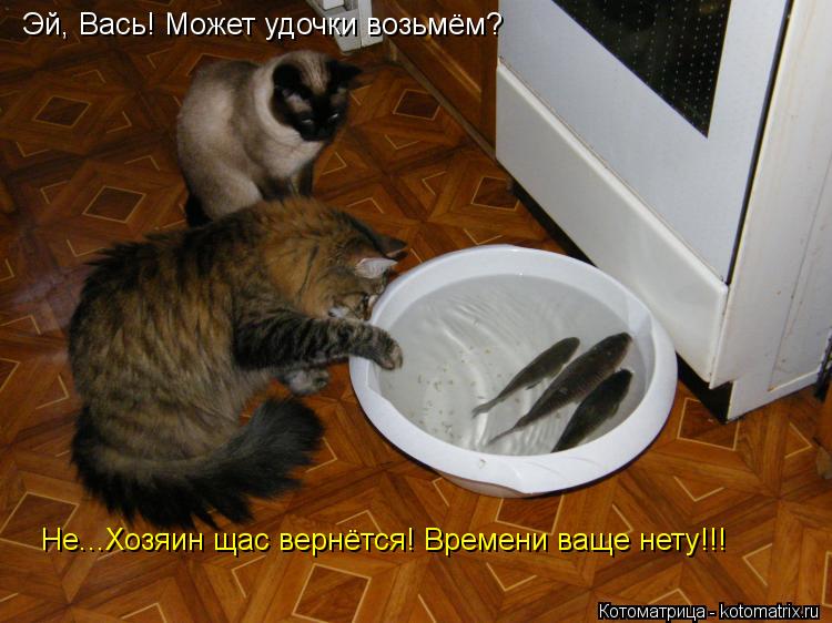 Эй, Вась! Может удочки возьмём? Не...Хозяин щас вернётся! Времени ваще нету!!!... Котоматрица: Эй, Вась! Может удочки возьмём? Не...Хозяин щас вернётся! Времени ваще нету!!!