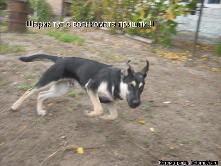 Шарик тут с военкомата пришли!!!... Котоматрица: Шарик тут с военкомата пришли!!!