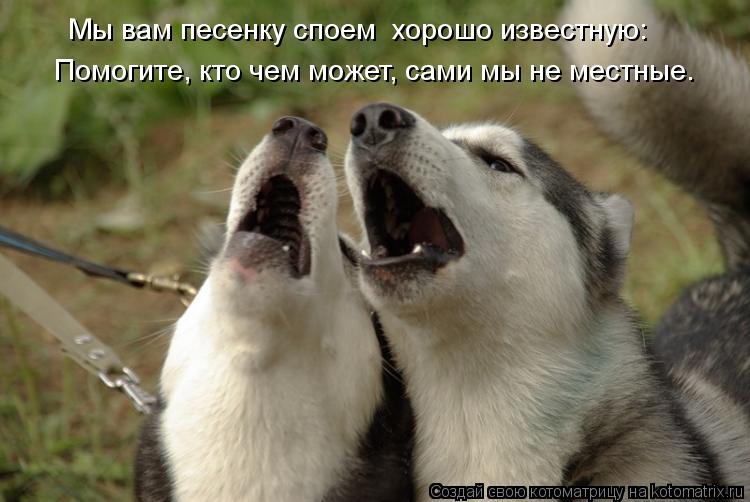Помогите, кто чем может, сами мы не местные. Мы вам песенку споем хорошо известную:... Котоматрица: Помогите, кто чем может, сами мы не местные. Мы вам песенку споем хорошо известную: