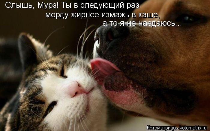 Слышь, Мурз! Ты в следующий раз морду жирнее измажь в каше, а то я не наедаюсь...... Котоматрица: Слышь, Мурз! Ты в следующий раз морду жирнее измажь в каше, а то я не наедаюсь...