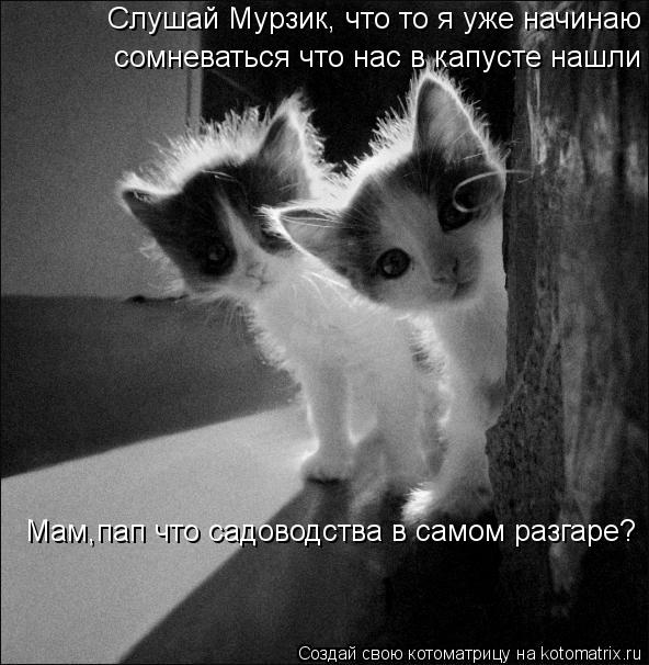 Слушай Мурзик, что то я уже начинаю сомневаться что нас в капусте нашли сомневаться что нас в капусте... Котоматрица: Слушай Мурзик, что то я уже начинаю сомневаться что нас в капусте нашли сомневаться что нас в капусте нашли Мам,пап что садоводства в самом