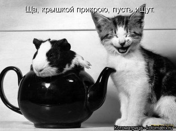 Ща, крышкой прикрою, пусть ищут.... Котоматрица: Ща, крышкой прикрою, пусть ищут.