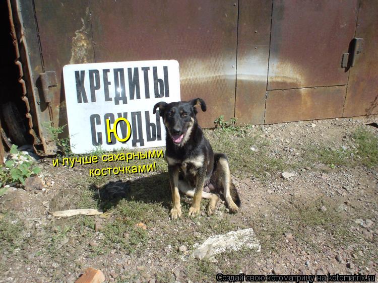 Ю и лучше сахарными косточками!... Котоматрица: Ю и лучше сахарными косточками!