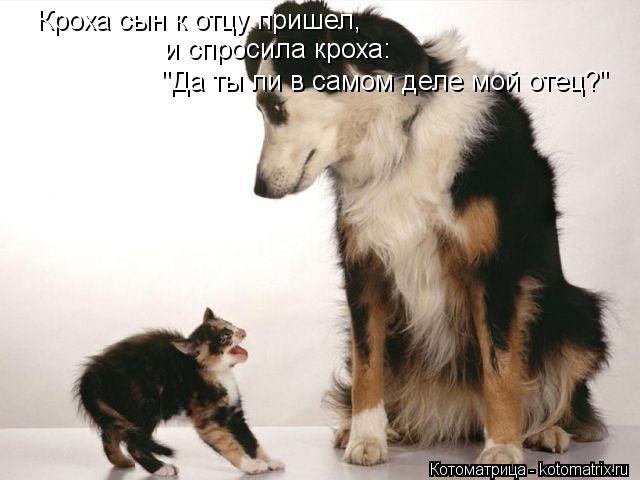 Кроха сын к отцу пришел, и спросила кроха: "Да ты ли в самом деле мой отец?"... Котоматрица: Кроха сын к отцу пришел, и спросила кроха: "Да ты ли в самом деле мой отец?"