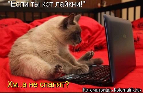 "Если ты кот лайкни!" Хм..а не спалят?... Котоматрица: "Если ты кот лайкни!" Хм..а не спалят?