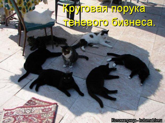 Круговая порука теневого бизнеса.... Котоматрица: Круговая порука теневого бизнеса.