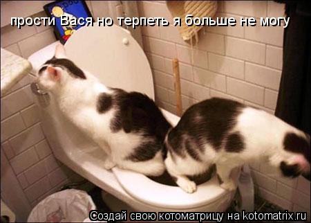 Котоматрица: прости Вася но терпеть я больше не могу