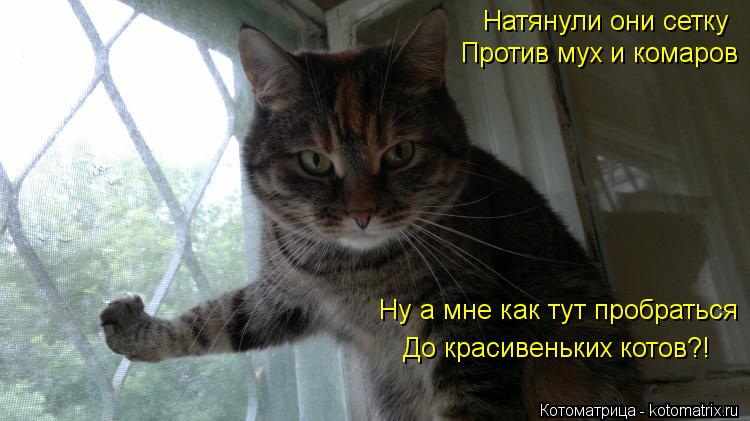 Натянули они сетку Против мух и комаров Ну а мне как тут пробраться До красивеньких котов?!... Котоматрица: Натянули они сетку Против мух и комаров Ну а мне как тут пробраться До красивеньких котов?!