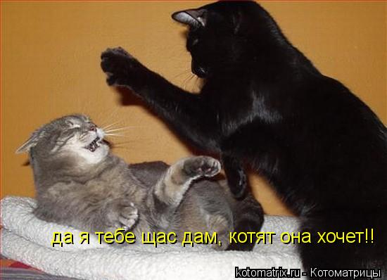 да я тебе щас дам, котят она хочет!!... Котоматрица: да я тебе щас дам, котят она хочет!!